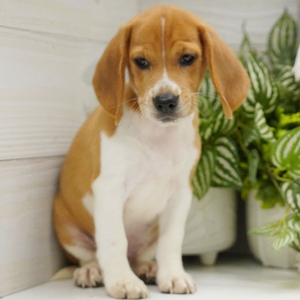 Beagle