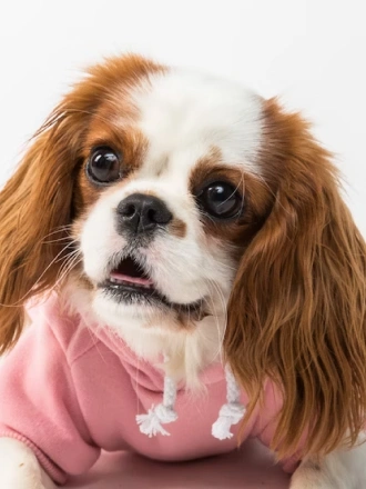 Cavalier
