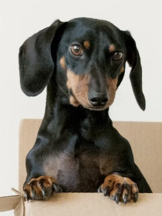 Dachshund