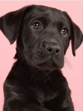 Labrador