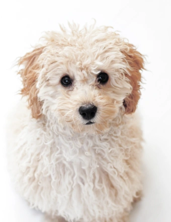 Poodle